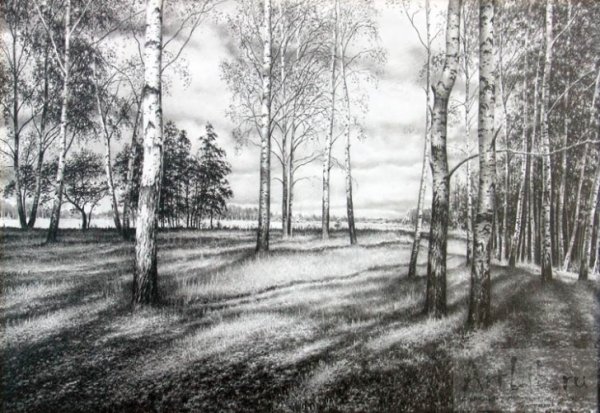Лес карандашом