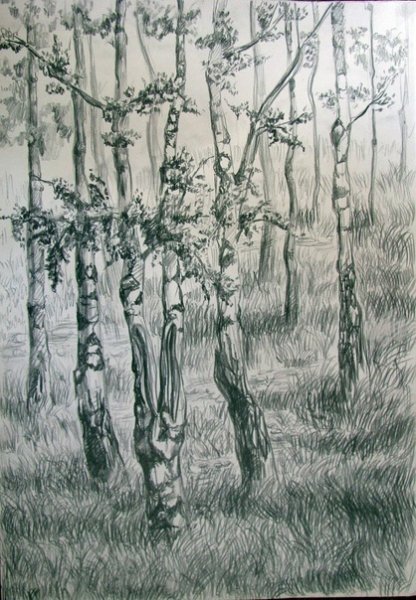 Березовый лес карандашом