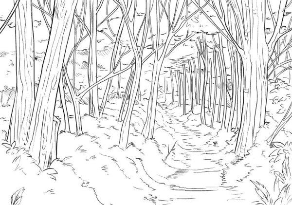 В лесу. Раскраска