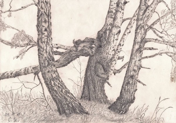 Береза в графике