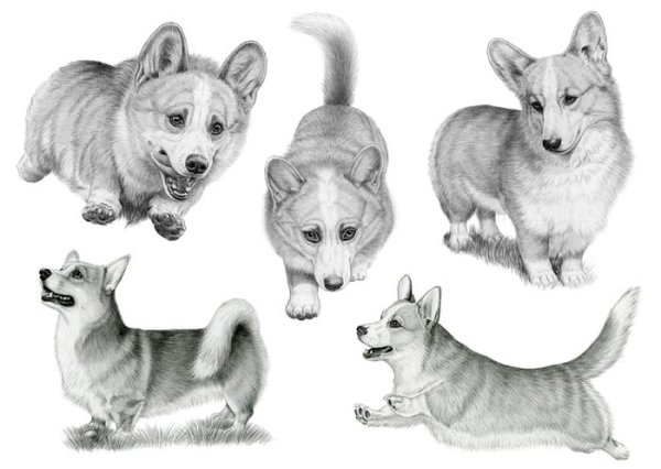 Корги рисунок