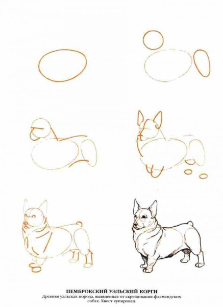 Поэтапное рисование корги