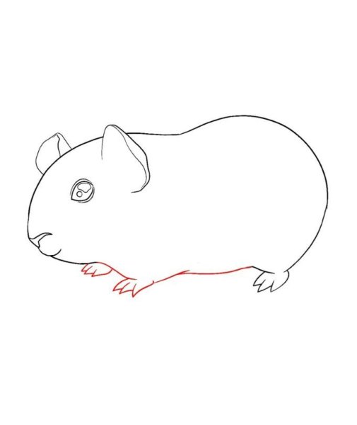 Морская Свинка рисунок карандашом