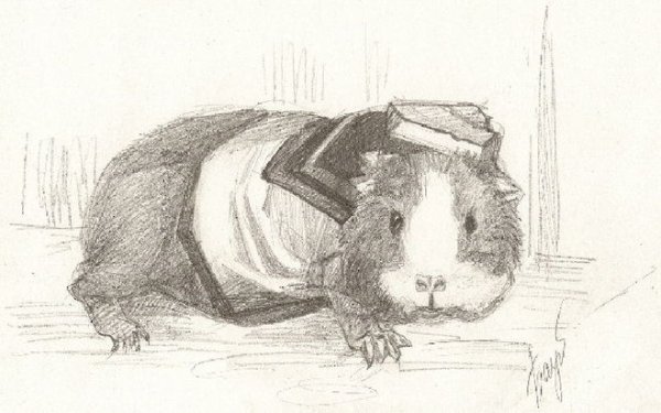 Наброски морских свинок