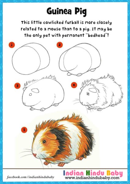 Поэтапное рисование морской свинки для детей