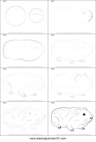 Рисовать морскую свинку