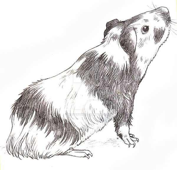 Наброски морских свинок
