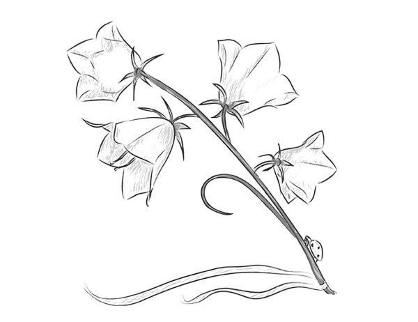 Цветы карандашом для срисовки тюльпаны