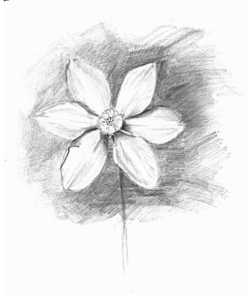 Цветы карандашом