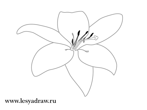 Цветы простым карандашом