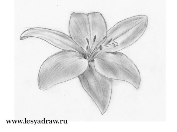 Схемы рисования цветов