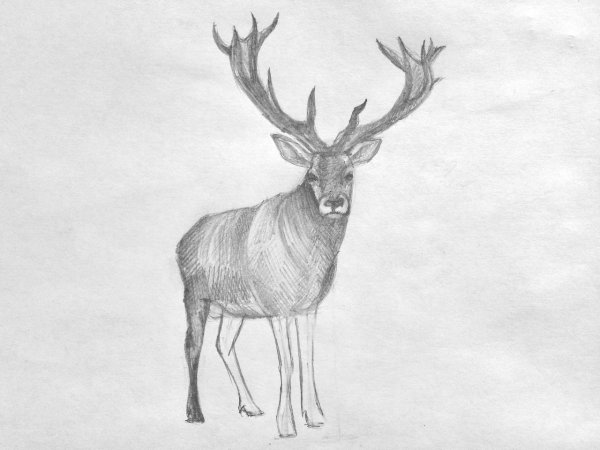 Северный олень карандашом
