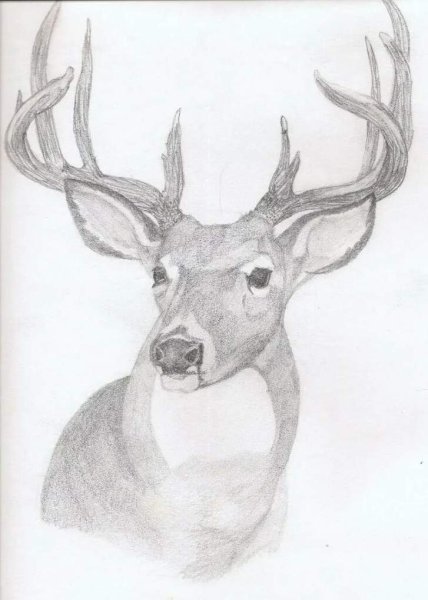 Рисунок оленя для срисовки