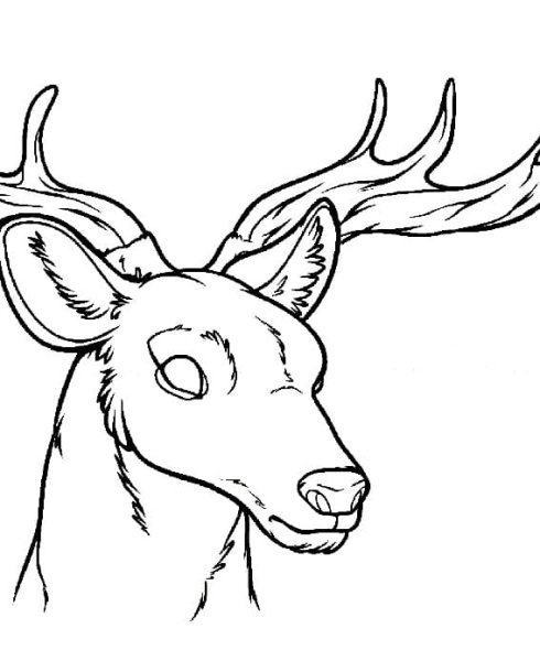 Рисунок оленя для срисовки
