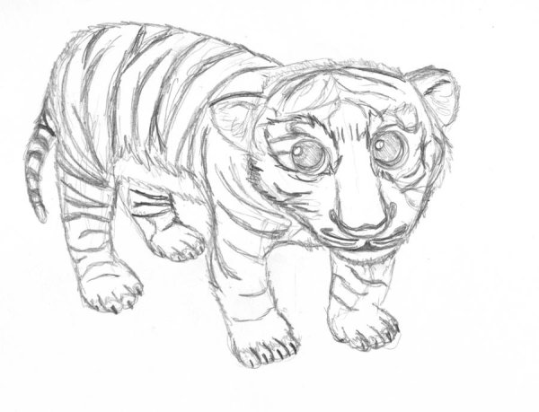 Тигр карандашом легко