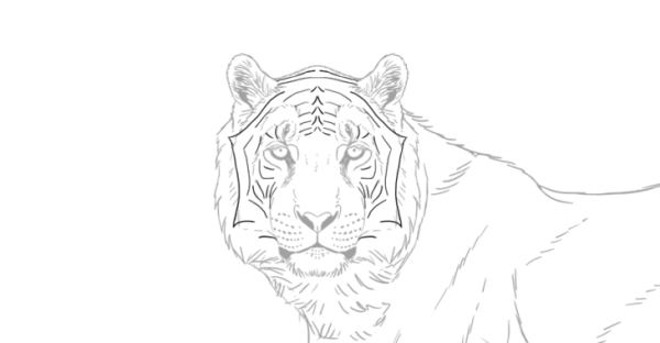 Рисунок тигра карандашом