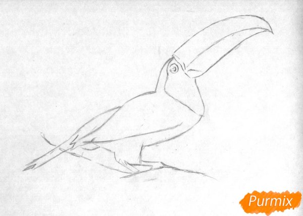 Тукан поэтапное рисование