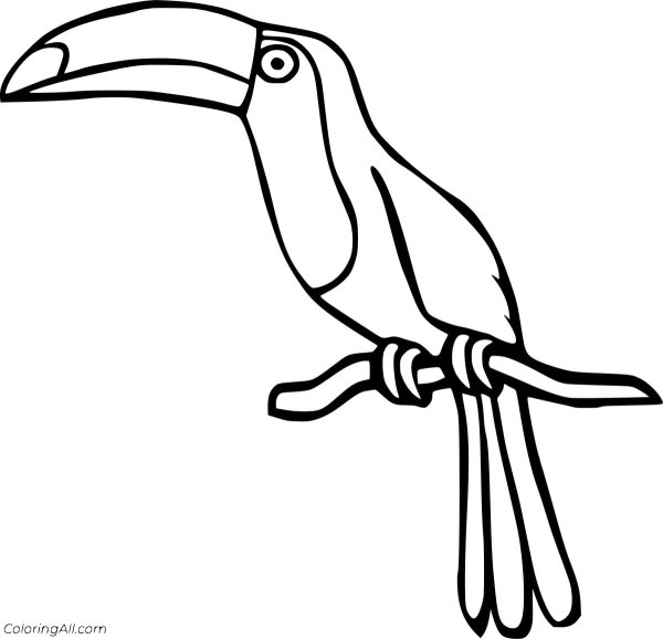 Тукан раскраска