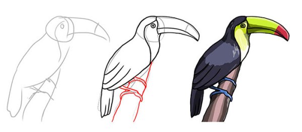 Как нарисовать тукана поэтапно