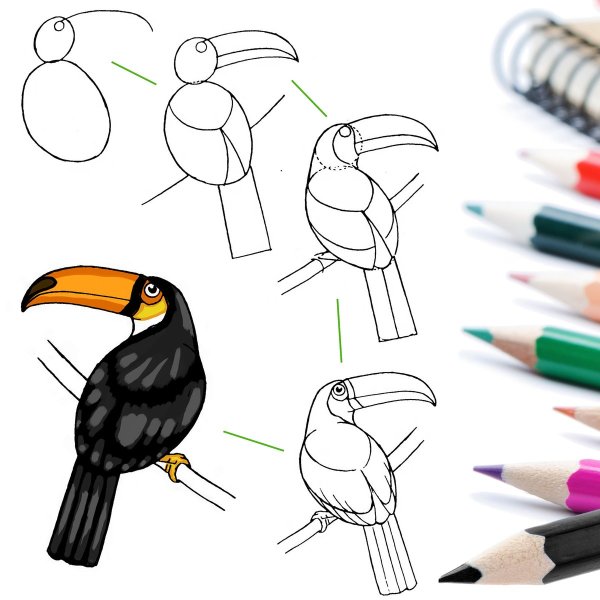 Тукан поэтапное рисование