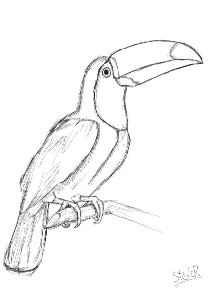 Тукан карандашом