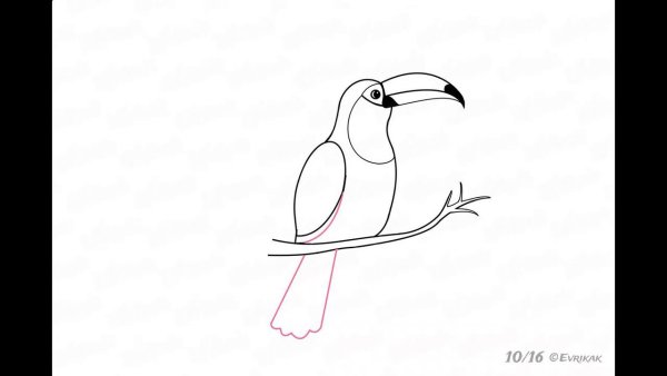 Тукан птица рисунок карандашом