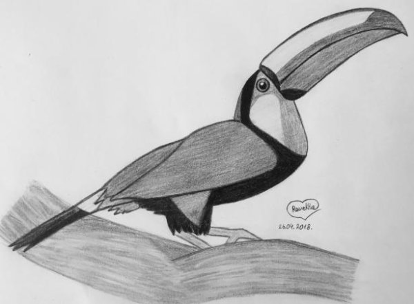 Тукан карандашом