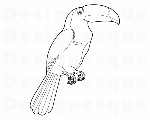 Контурный рисунок тукана для детей