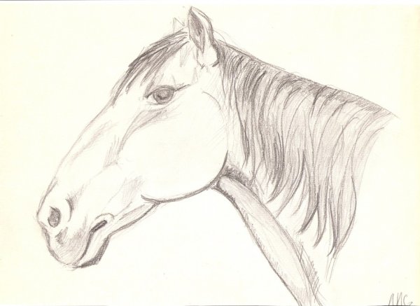 Лошадь рисунок карандашом