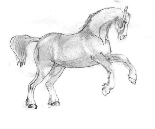 Лошадь карандашом
