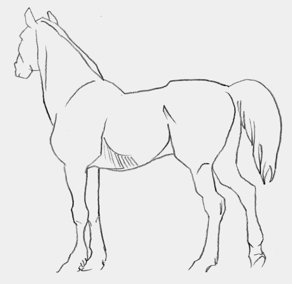 Лошадь рисунок карандашом