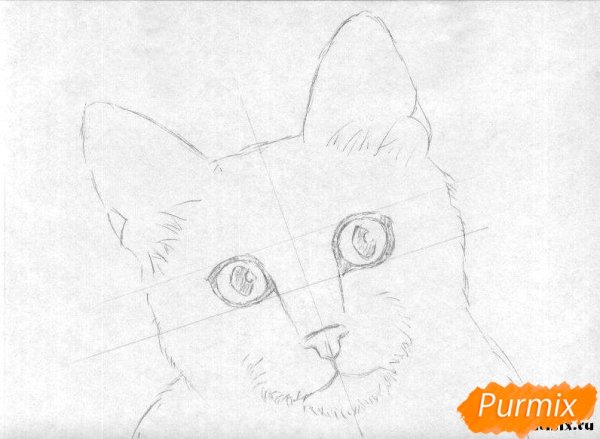 Портрет кота рисунок легко