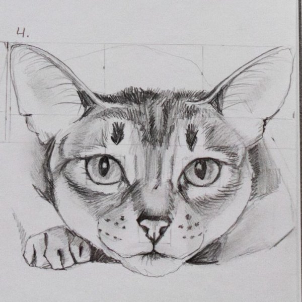 Карандаш морды котов