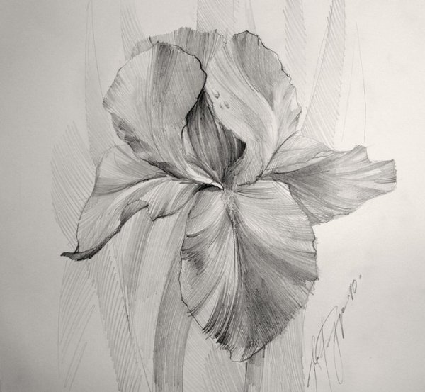 Графика карандашом цветы