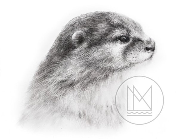Выдра рисунок карандашом