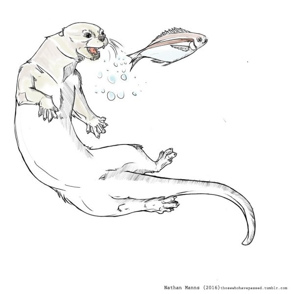 Выдра рисунок