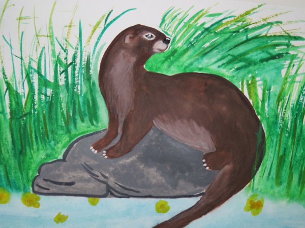 Выдра рисунок для детей