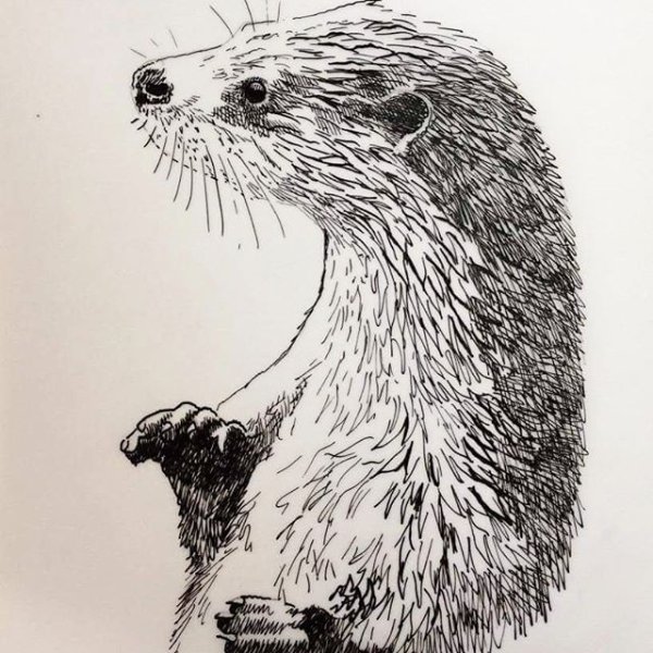 Выдра эскиз