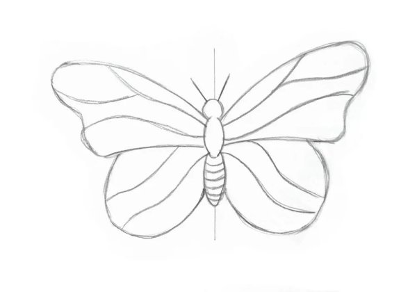 Бабочка рисунок карандашом