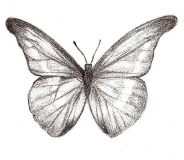 Бабочка рисунок карандашом