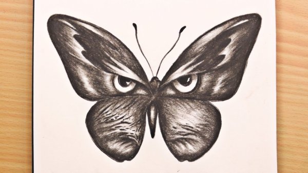Бабочки карандашом для срисовки