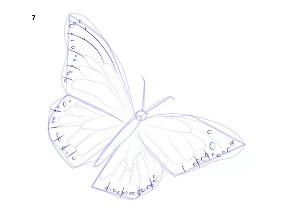 Бабочка сбоку карандашом