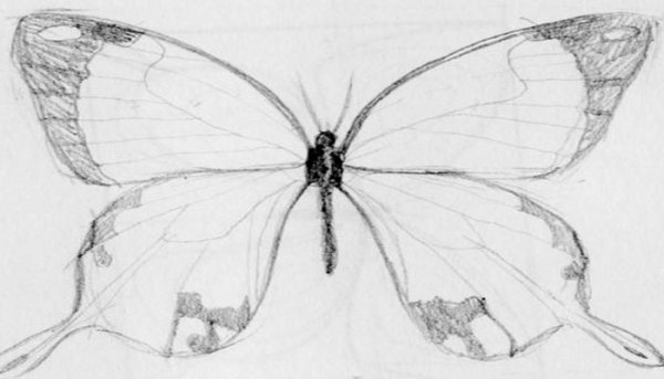 Зарисовки насекомых карандашом бабочка