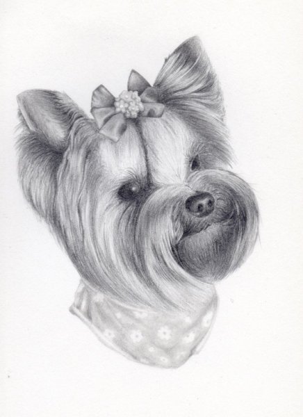 Йоркширский терьер рисунок карандашом