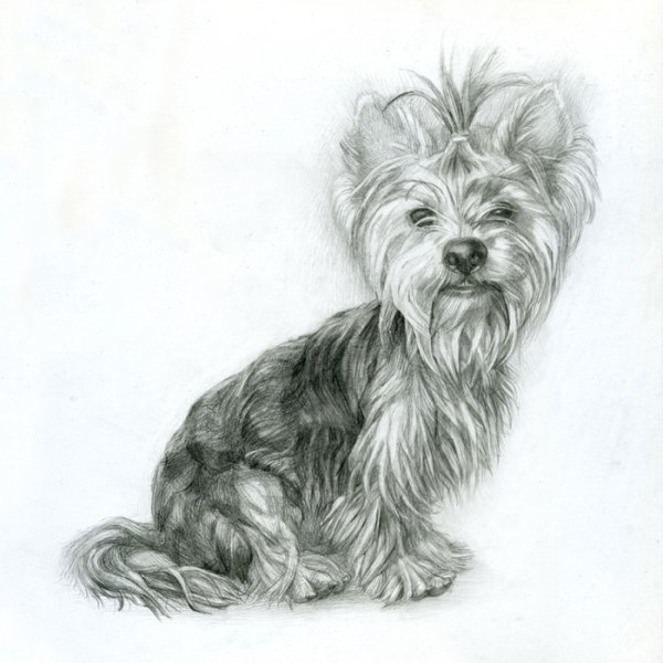 Скетч собака Йоркширский терьер