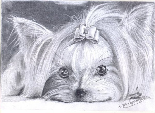 Раскраска Йоркширский терьер