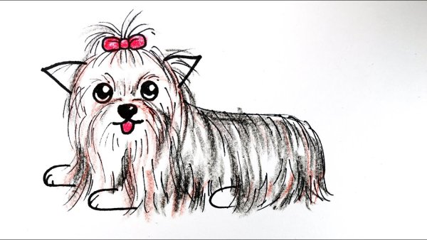 Йоркширский терьер рисунок карандашом