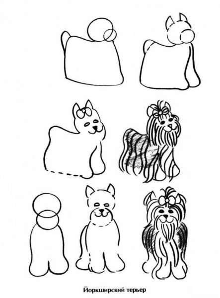 Йоркширский терьер рисовать поэтапно