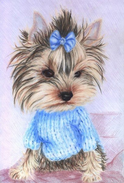 Мультяшные йорки