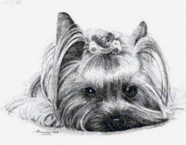 Раскраска Йоркширский терьер